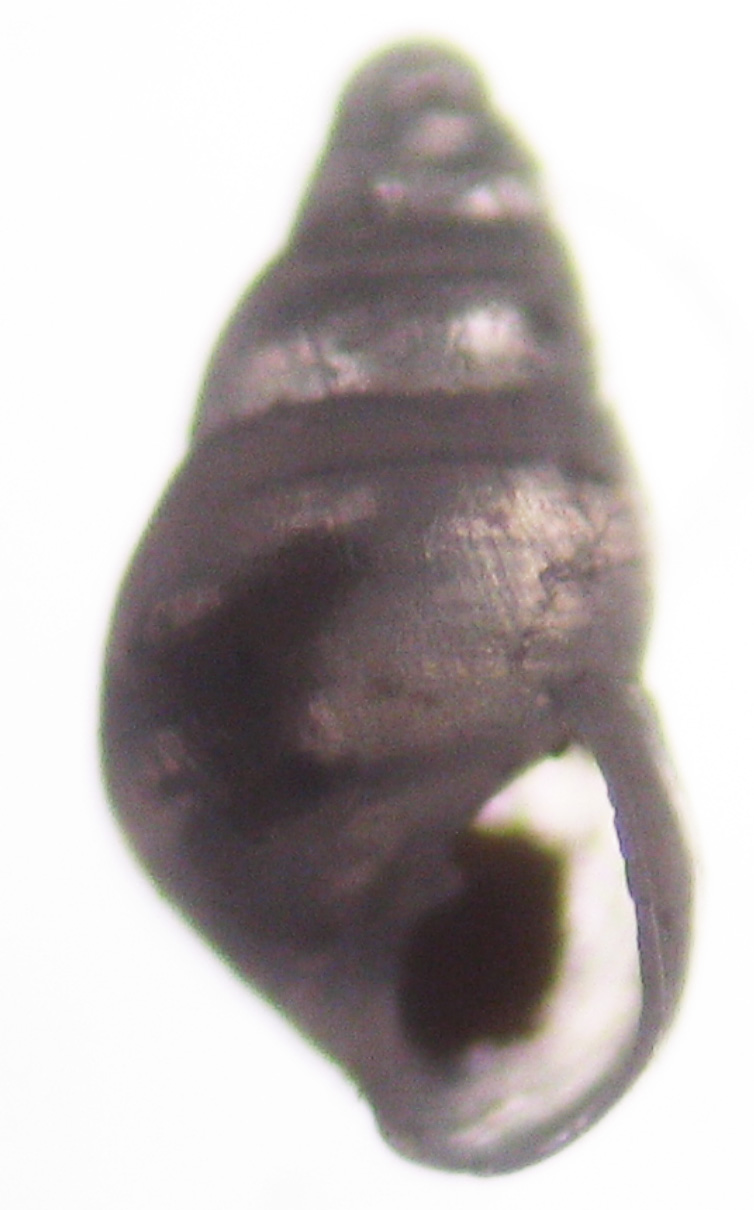 Odostomia unidentata?